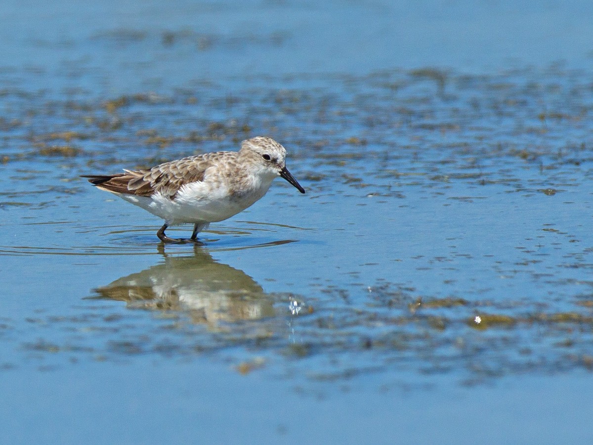 Red-necked Stint - ML219787171