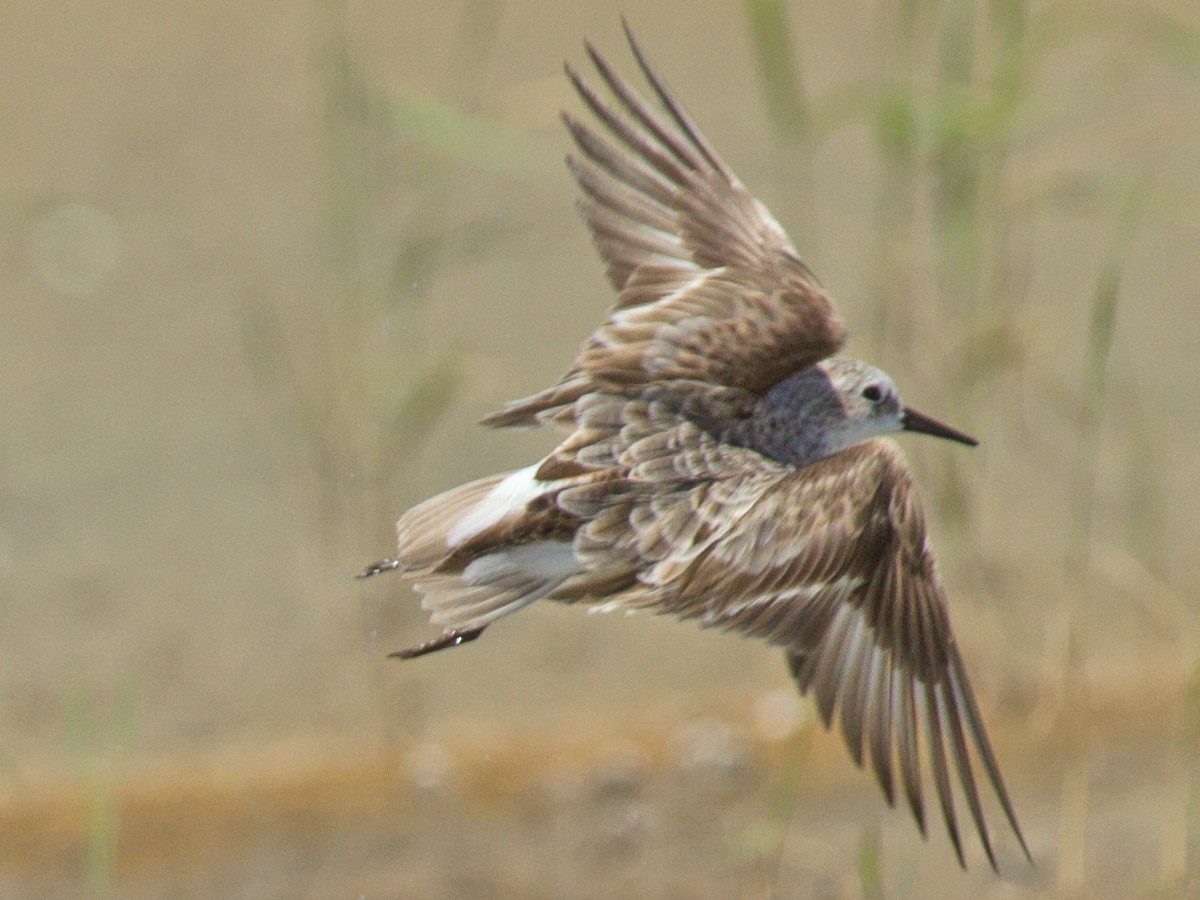 rødstrupesnipe - ML219787181