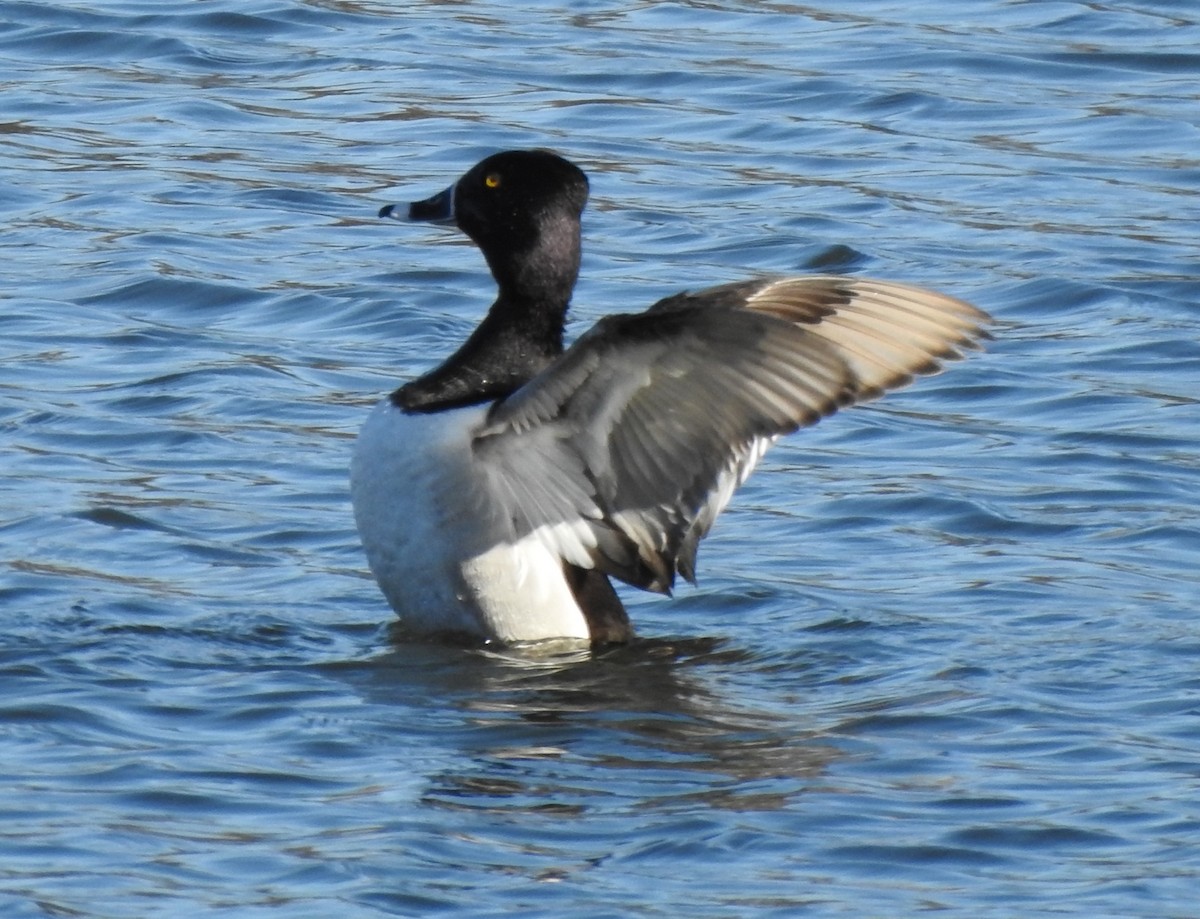 Ring-necked Duck - ML219787191