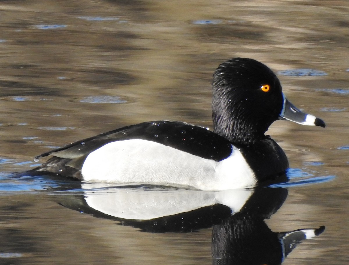Ring-necked Duck - ML219787291