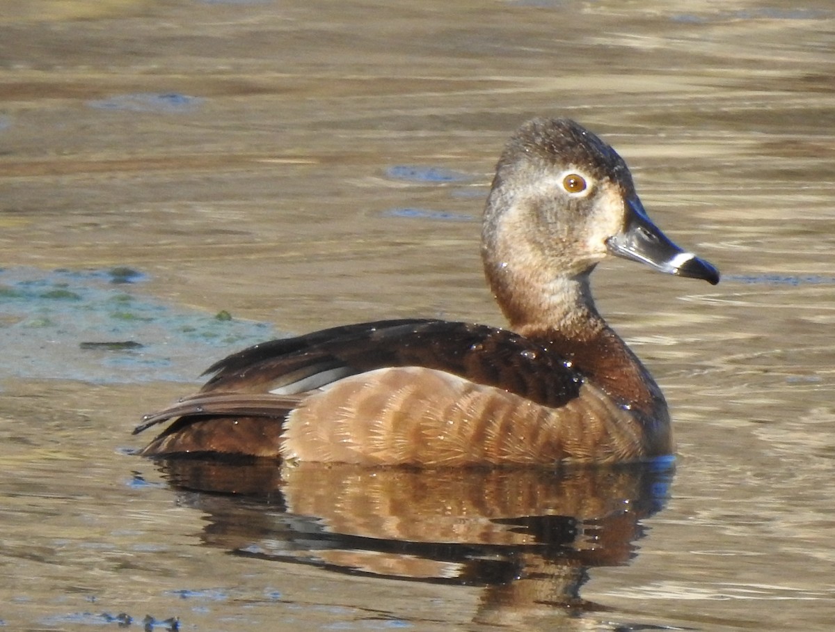 Ring-necked Duck - ML219787311