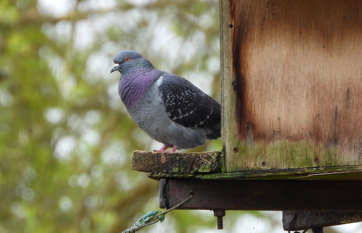 Pigeon biset (forme domestique) - ML219787631