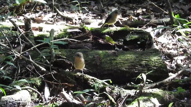 Black-goggled Tanager - ML219787811