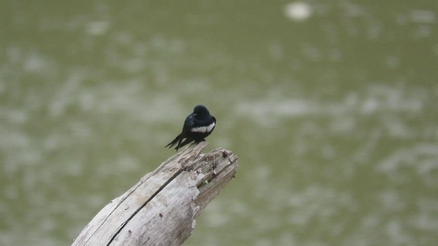 Golondrina Fajiblanca - ML219787931