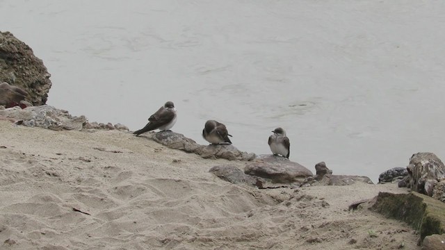 Brown-chested Martin - ML219788711