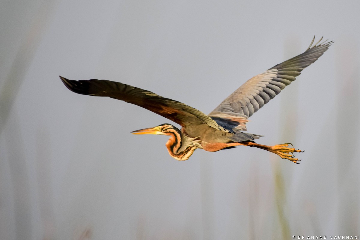 Purple Heron - ML219789201