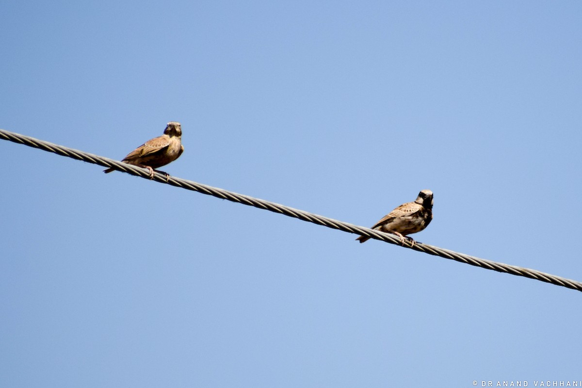 Ashy-crowned Sparrow-Lark - ML219789421