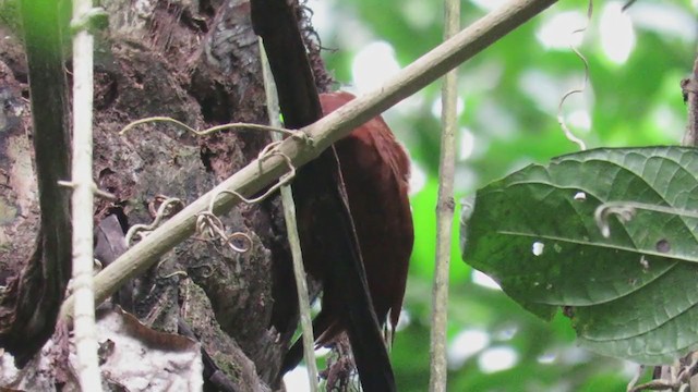 Chestnut Woodpecker - ML219790931