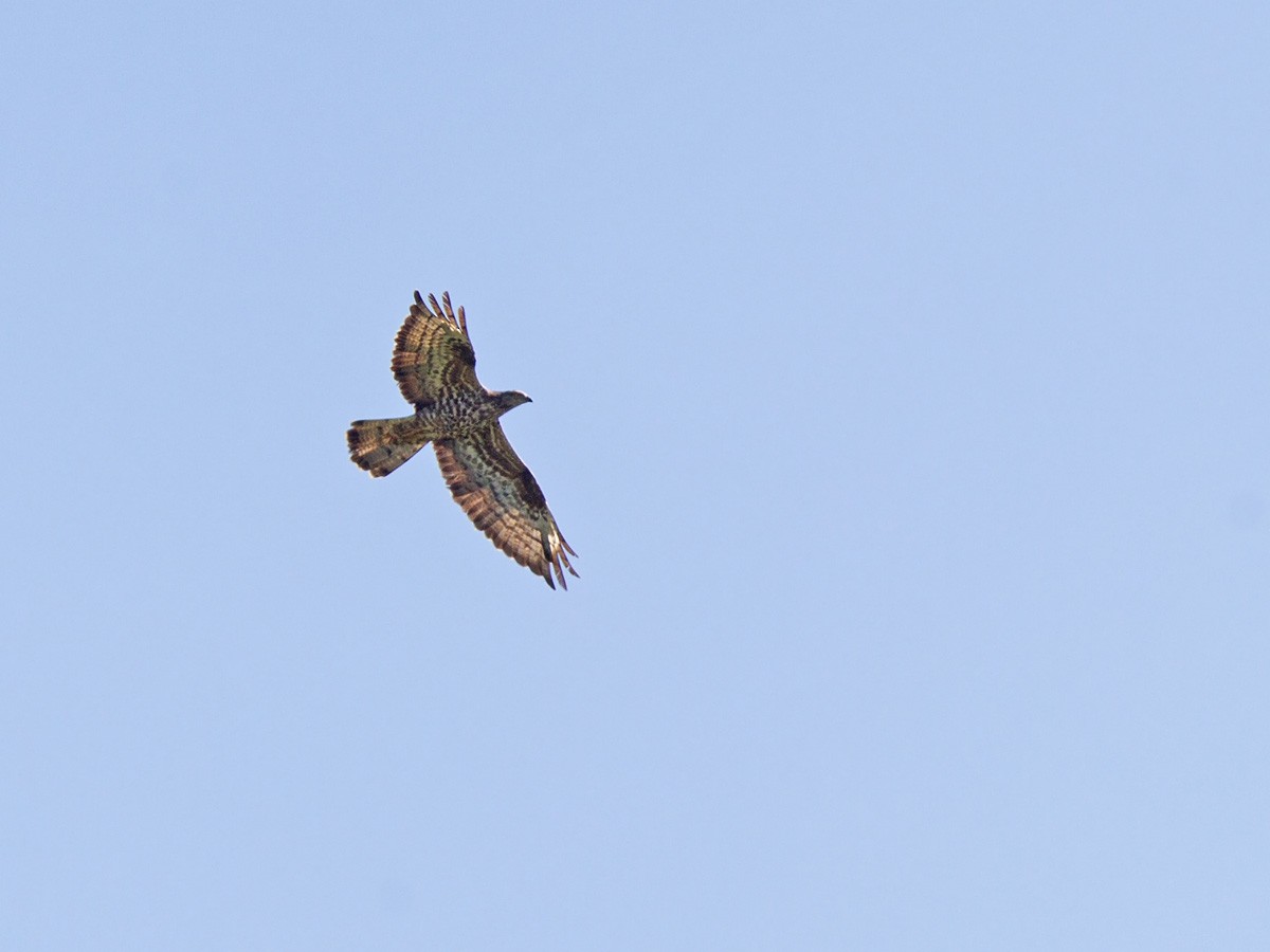 European Honey-buzzard - ML219791901