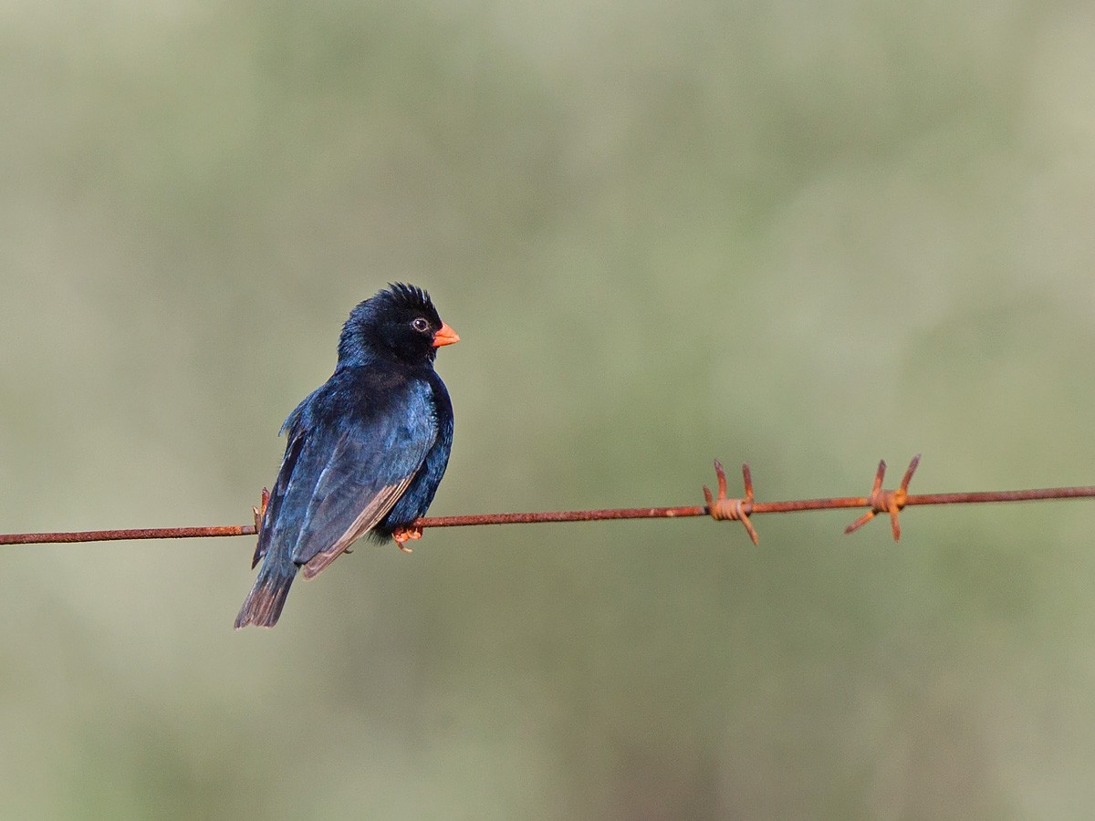 Village Indigobird - Niall D Perrins