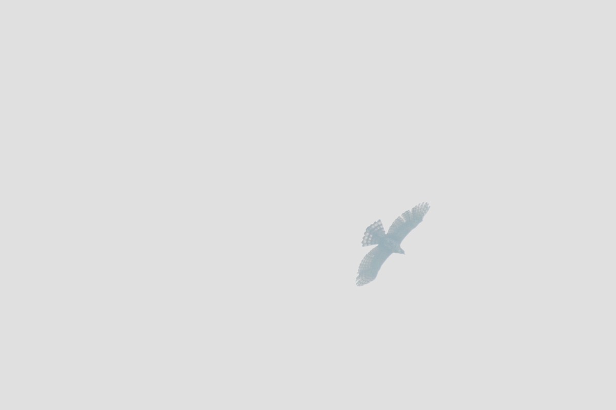 Орел-чубань рудошиїй - ML219791991