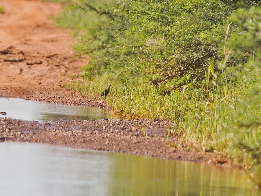 African Crake - ML219792121