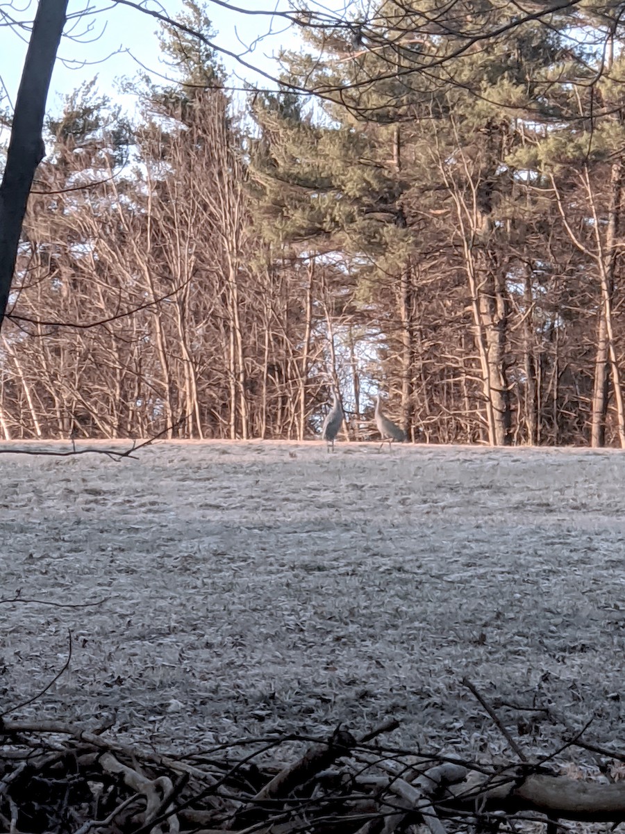 Sandhill Crane - ML219793301