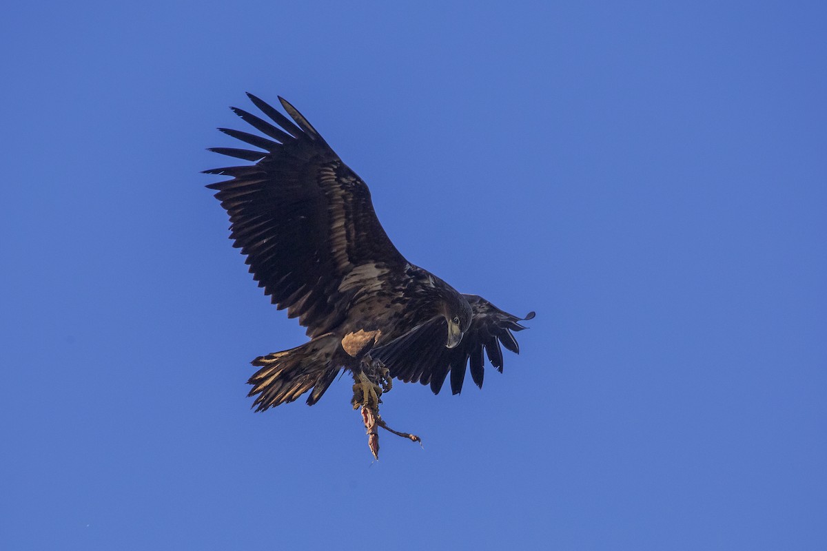 White-tailed Eagle - ML219793891