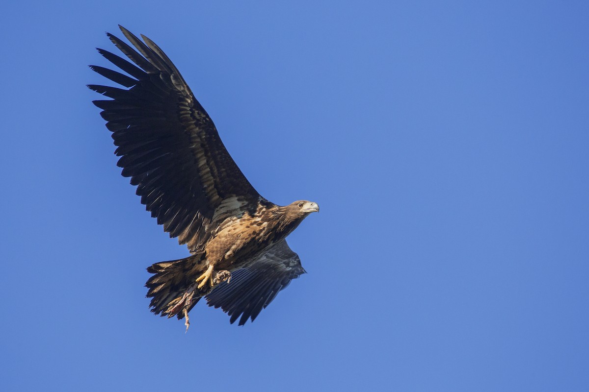 White-tailed Eagle - ML219793911