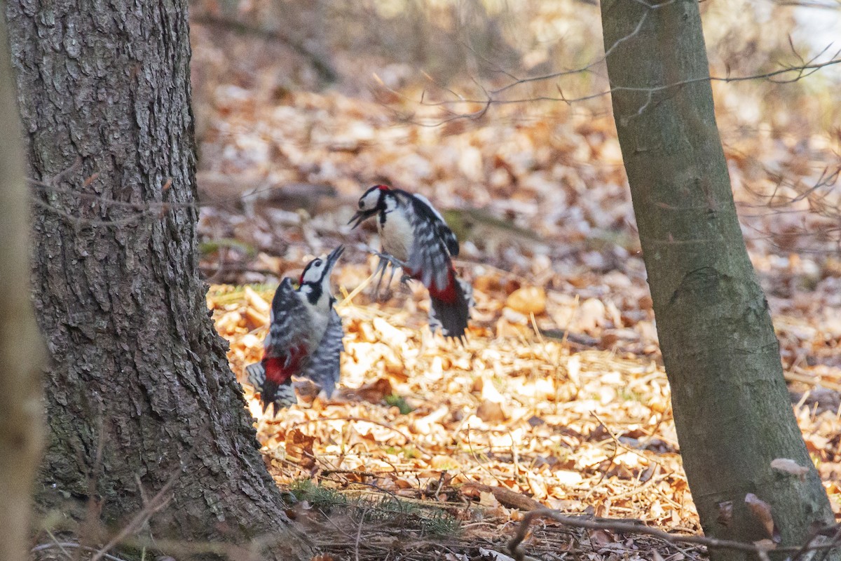 Great Spotted Woodpecker - ML219794641