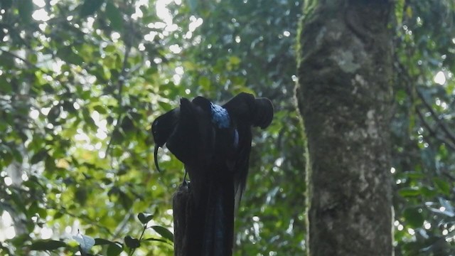 Black Sicklebill - ML219794781