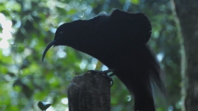 Black Sicklebill - ML219794931