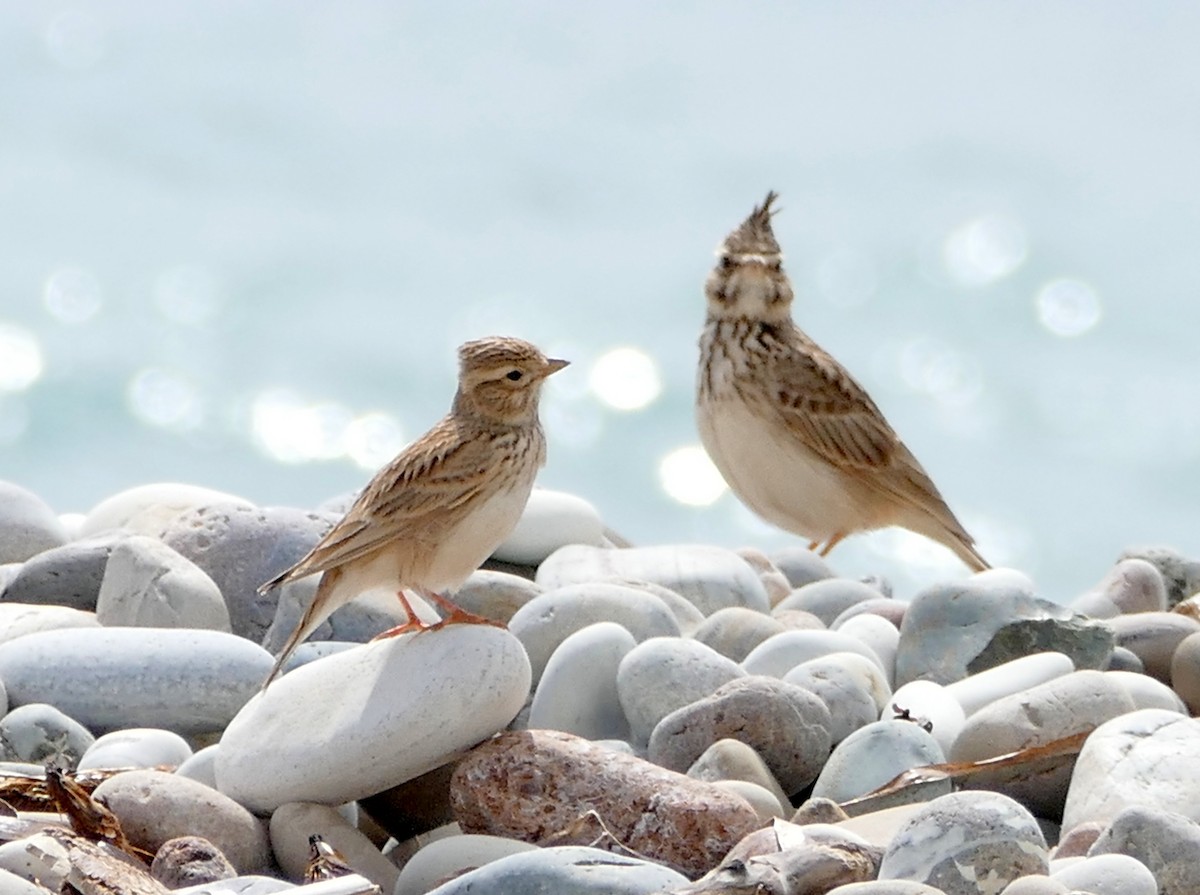 Mediterranean/Turkestan Short-toed Lark - ML219794981