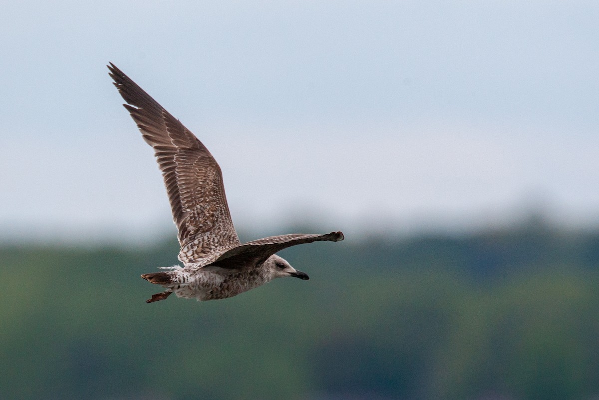 Lesser Black-backed Gull - ML219795671