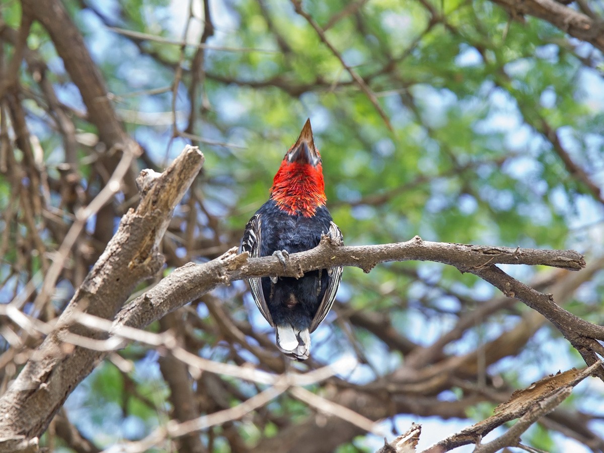 Black-billed Barbet - ML219795781