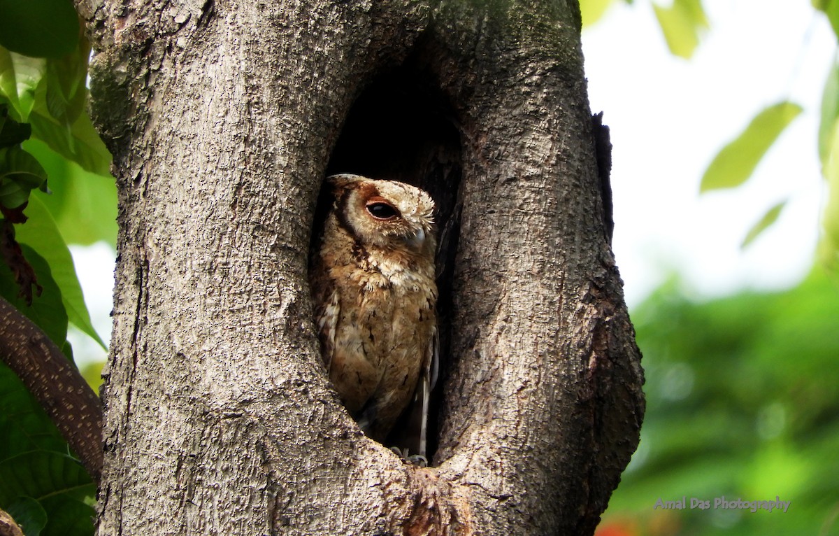 Collared Scops-Owl - ML219795791