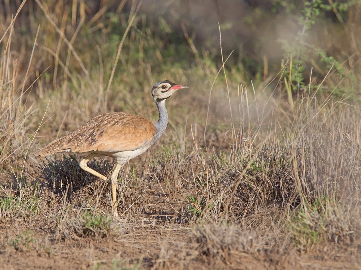 White-bellied Bustard (White-bellied) - Niall D Perrins