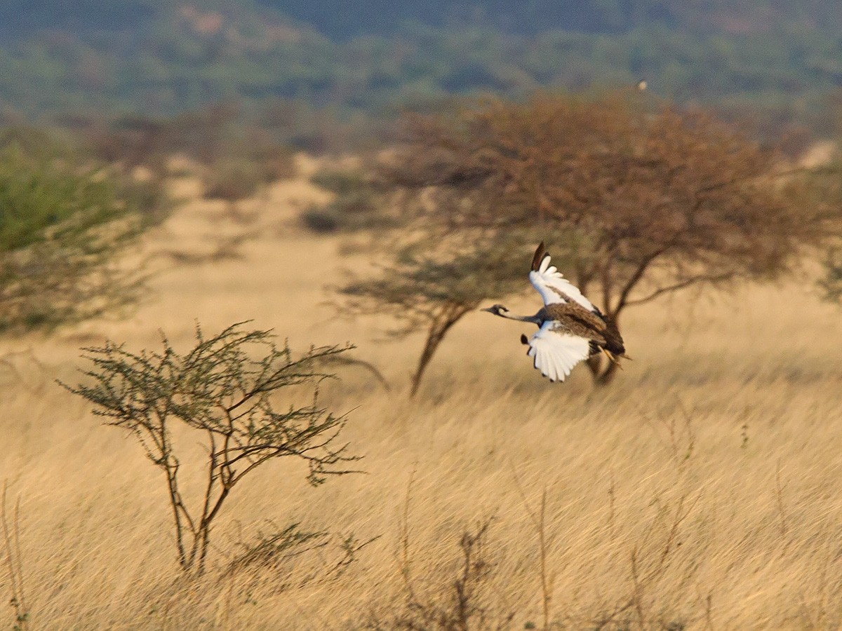 Hartlaub's Bustard - ML219796061