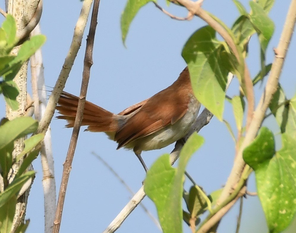 Yellow-chinned Spinetail - ML219796201