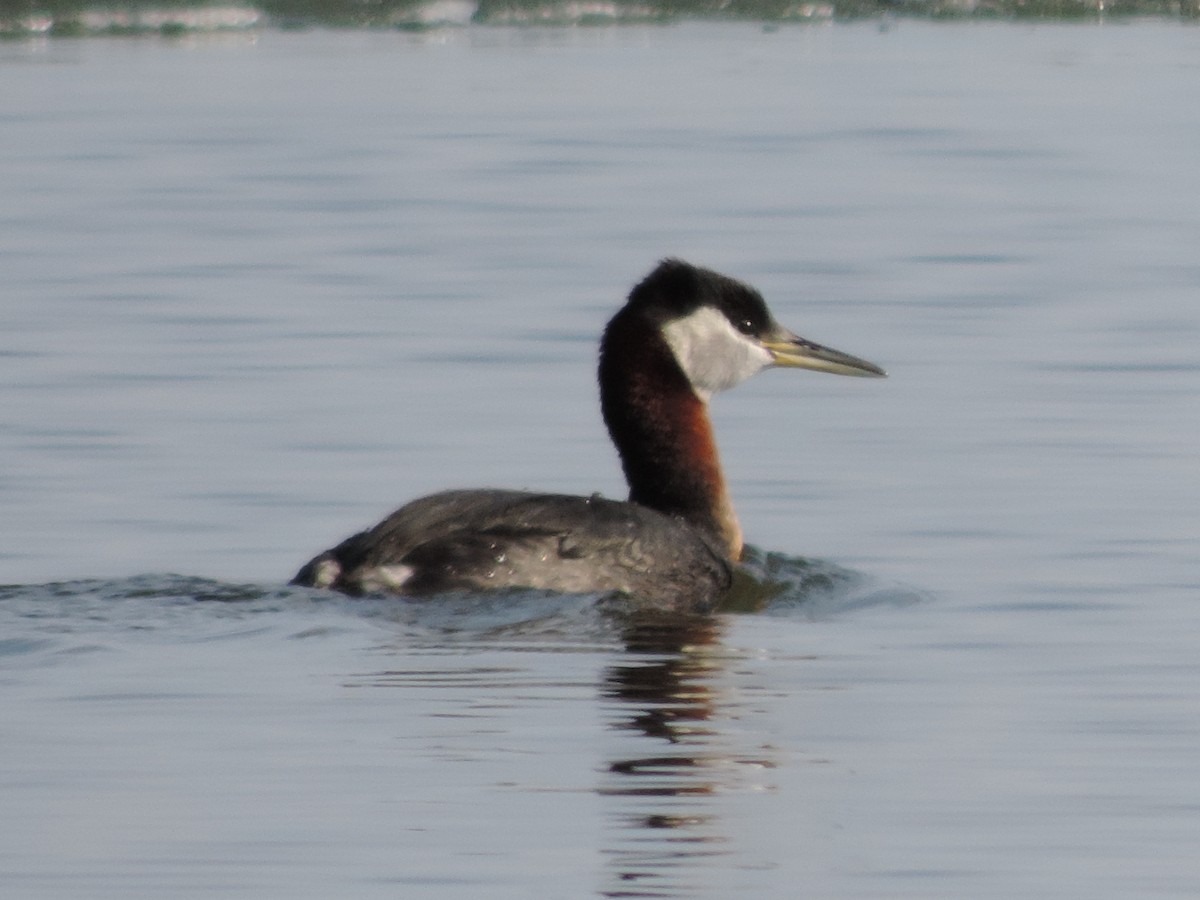 Red-necked Grebe - ML21979621