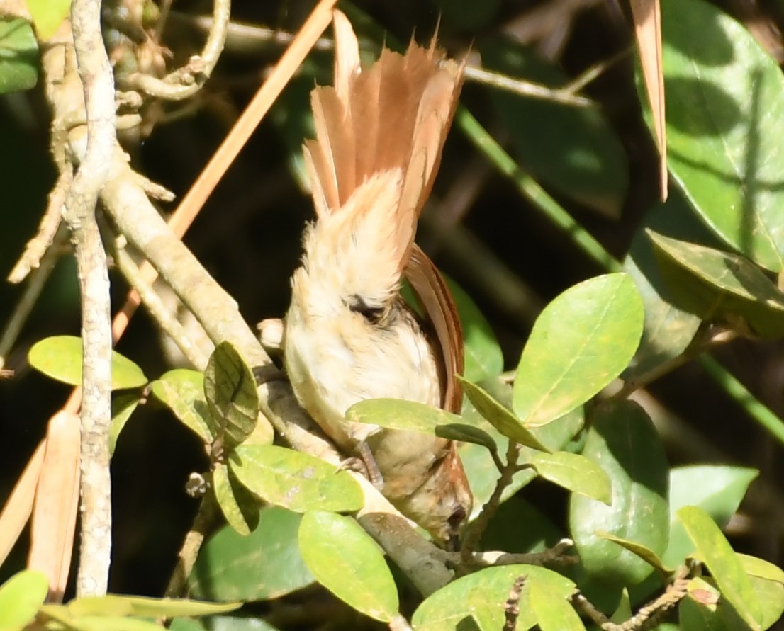 Yellow-chinned Spinetail - ML219796211