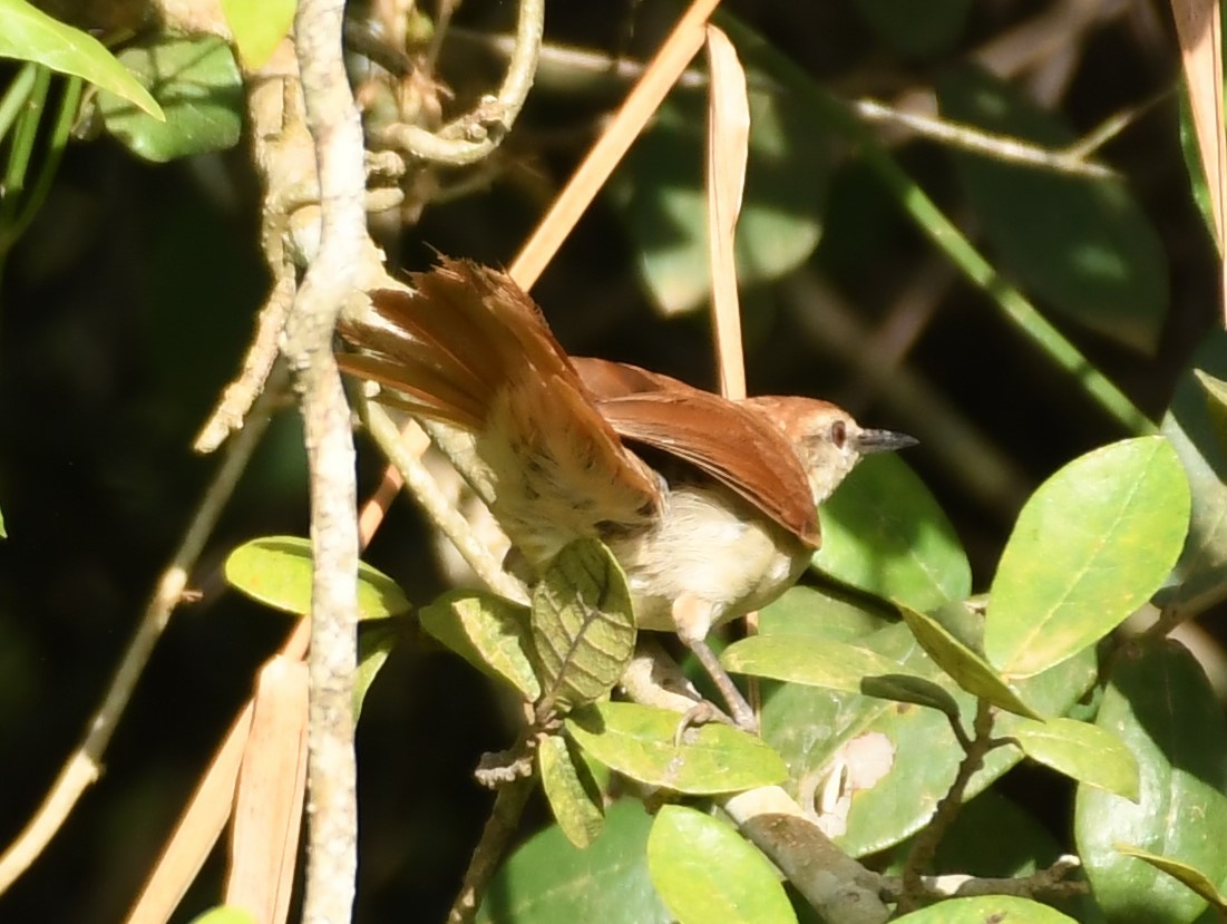 Yellow-chinned Spinetail - ML219796221