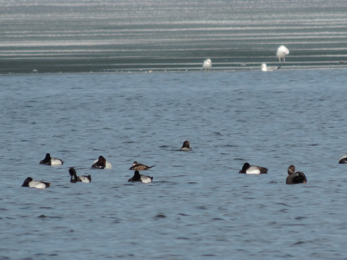 Gadwall - ML21979701