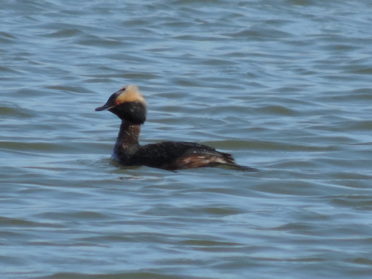 Horned Grebe - ML21979751