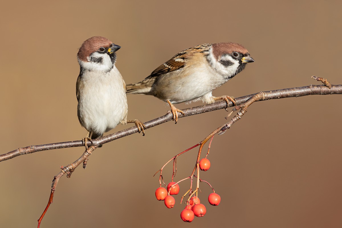 Eurasian Tree Sparrow - ML219797601