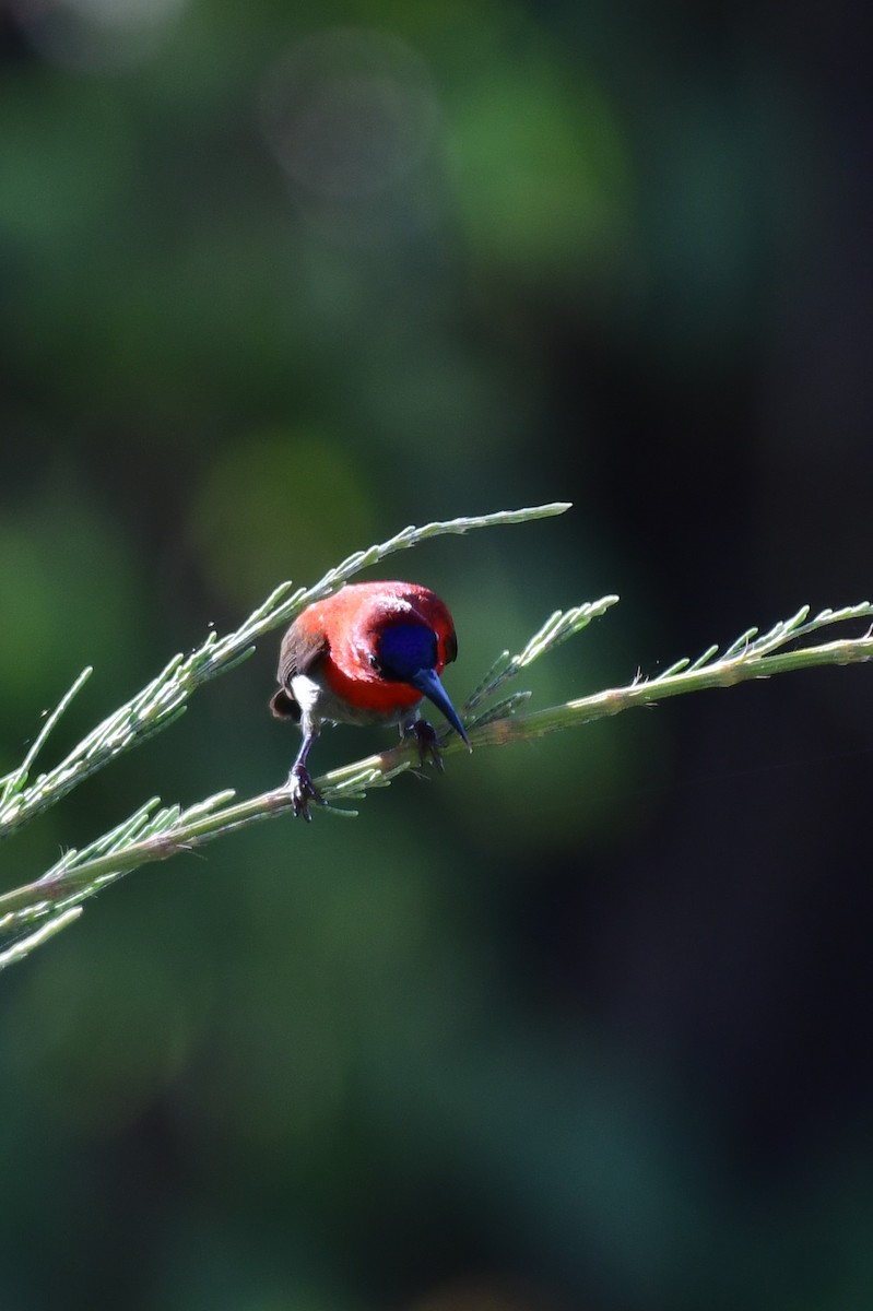 Crimson Sunbird (Crimson) - Dr Jishnu R