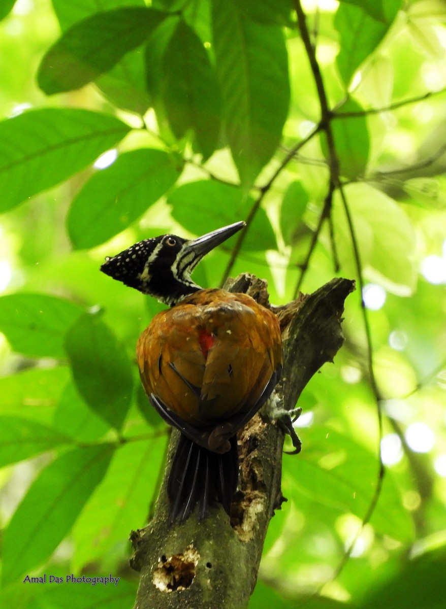 Greater Flameback - Amal Das