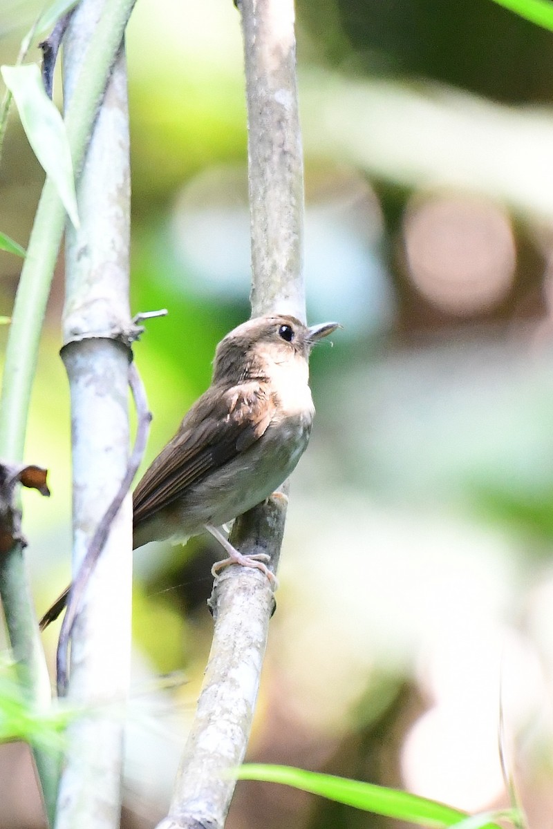 Nicobar Jungle Flycatcher - ML219799571