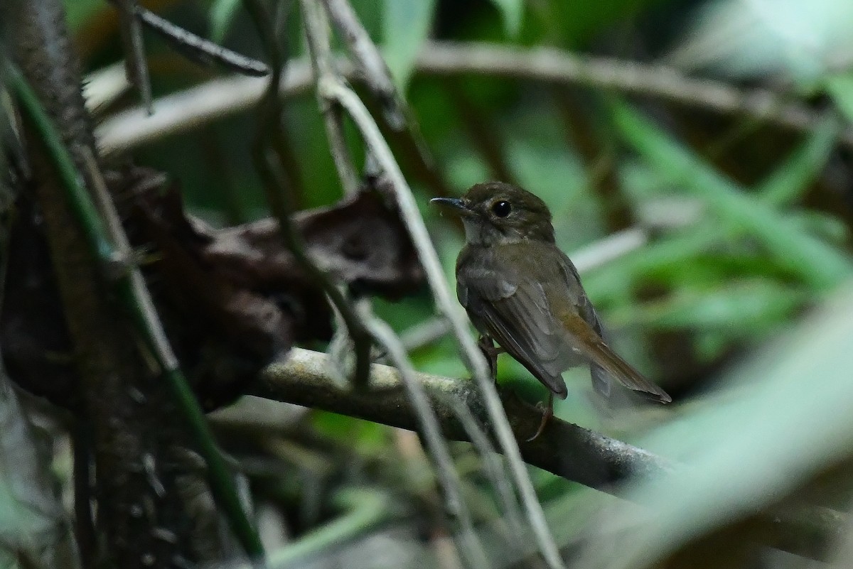 Nicobar Jungle Flycatcher - ML219799621