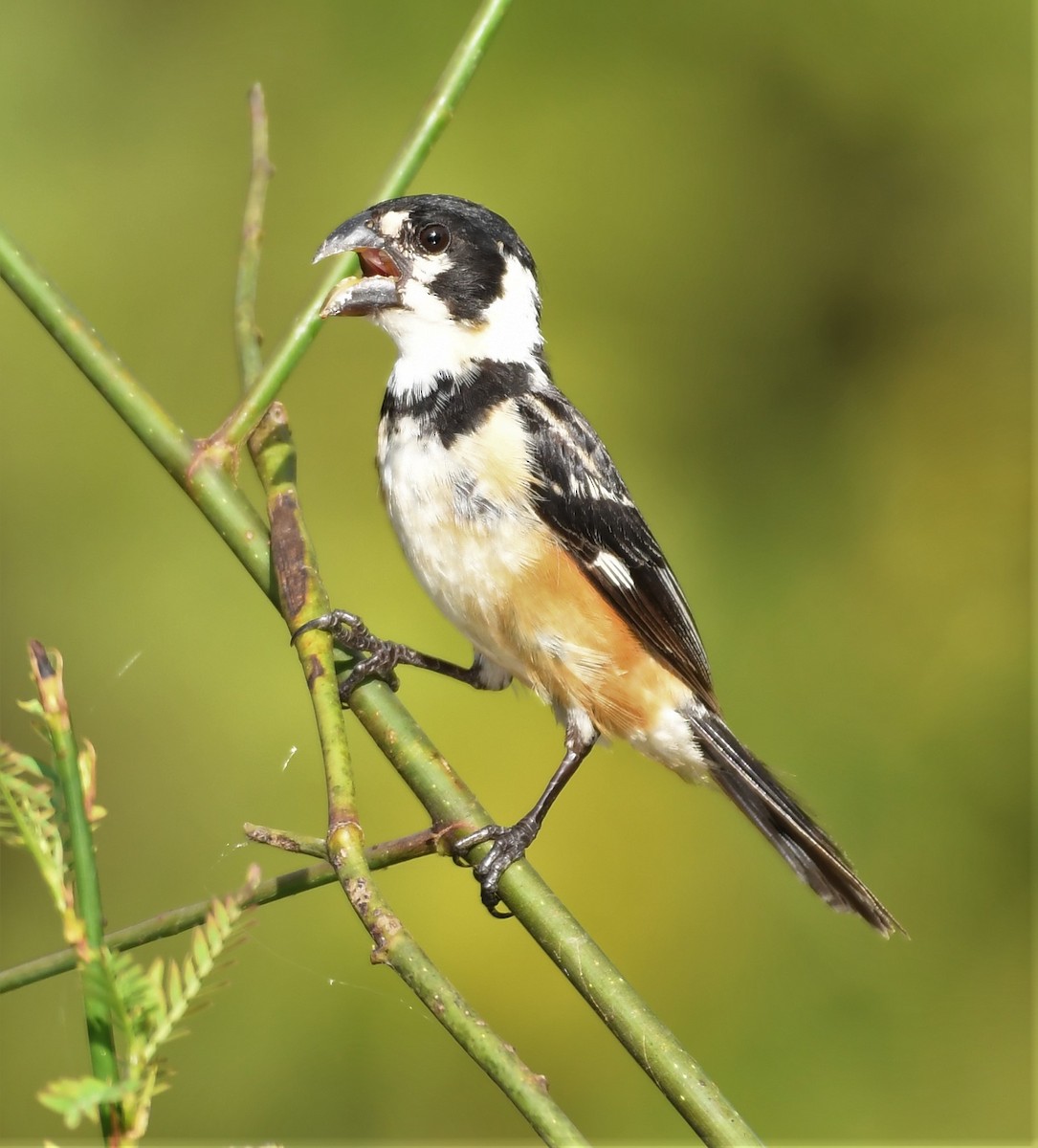 Rusty-collared Seedeater - ML219799741