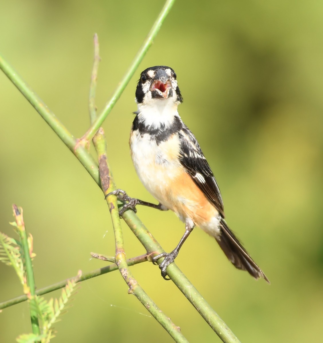 Rusty-collared Seedeater - ML219799751