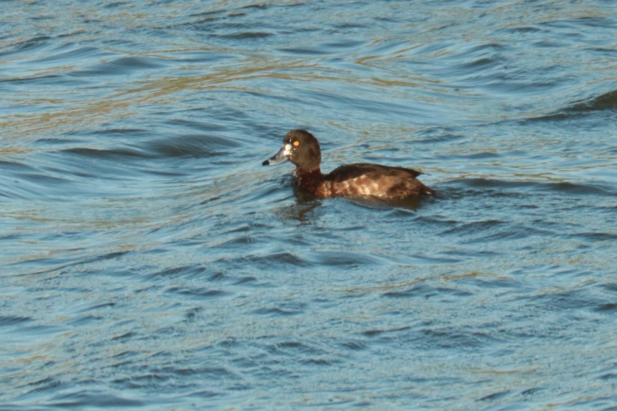 Tufted Duck - ML219801161