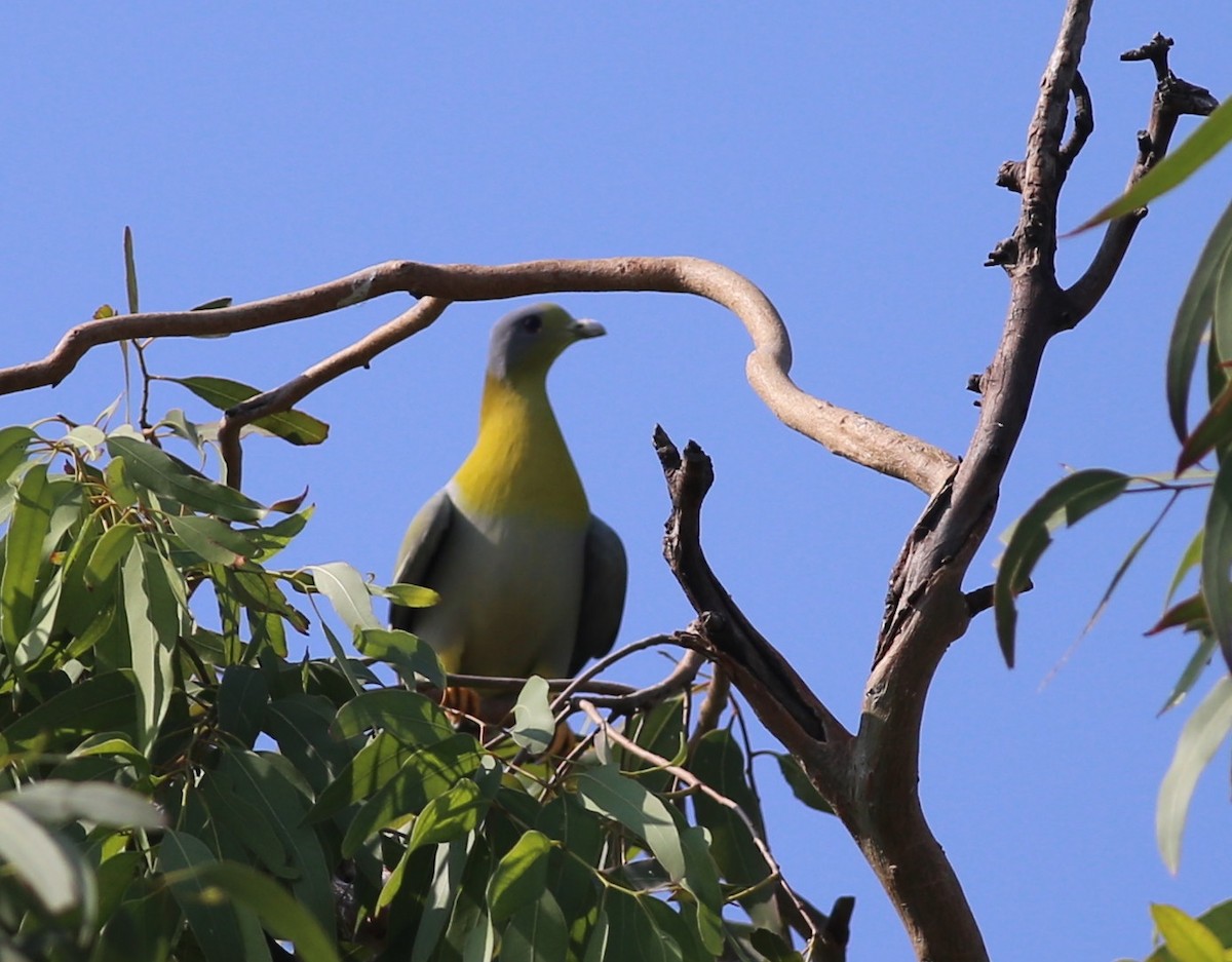 Yellow-footed Green-Pigeon - ML219801401