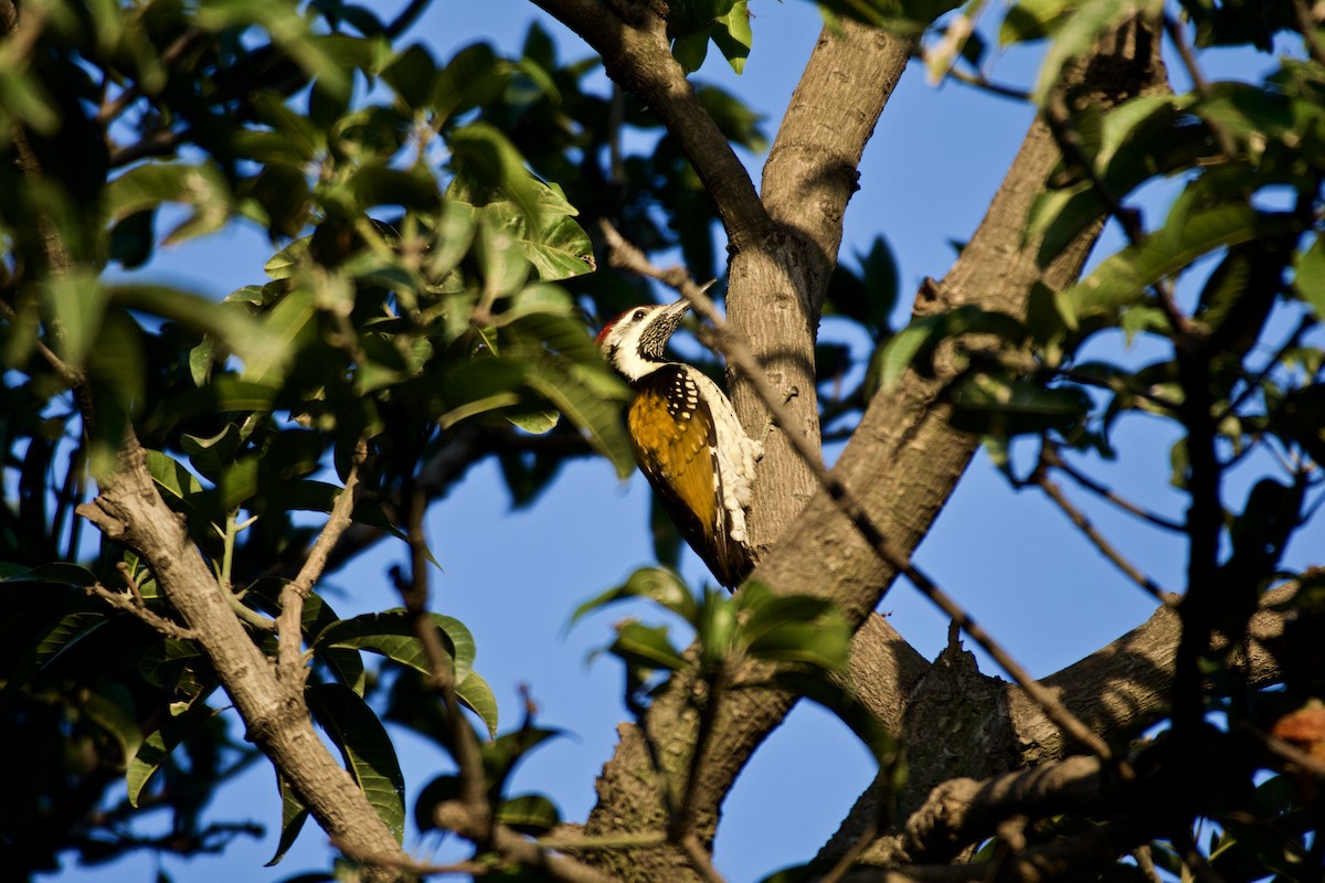 Black-rumped Flameback - ML219801551