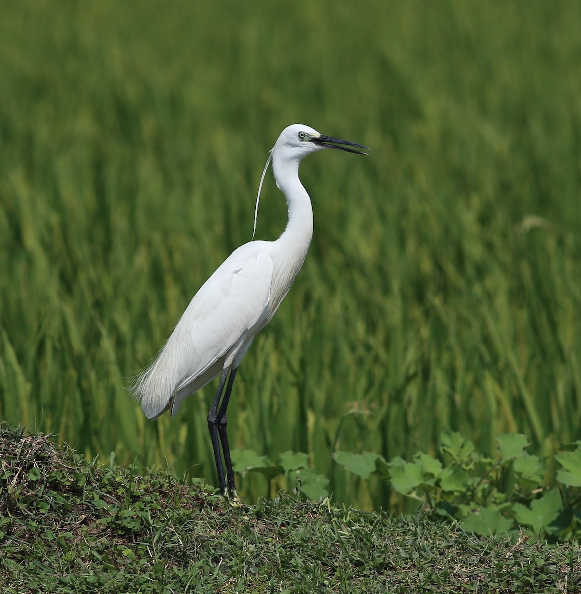 Little Egret - ML219802231