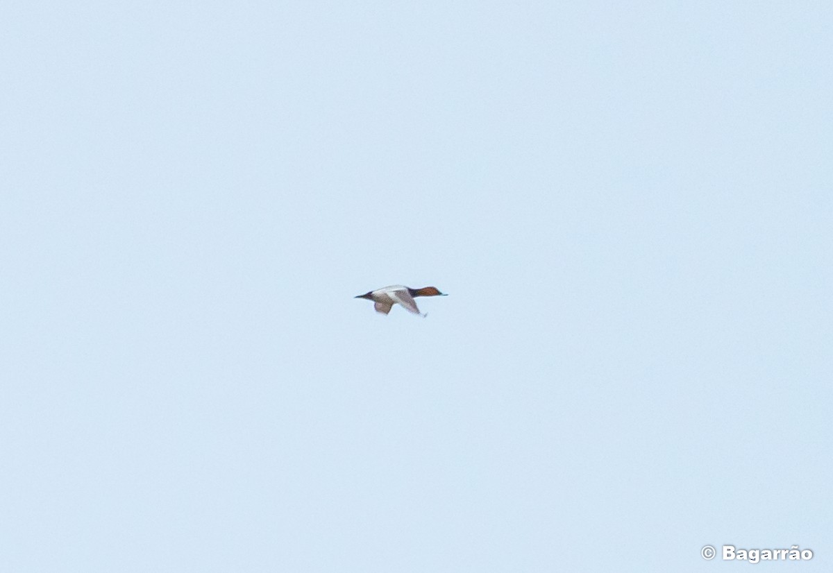 Common Pochard - ML219803011