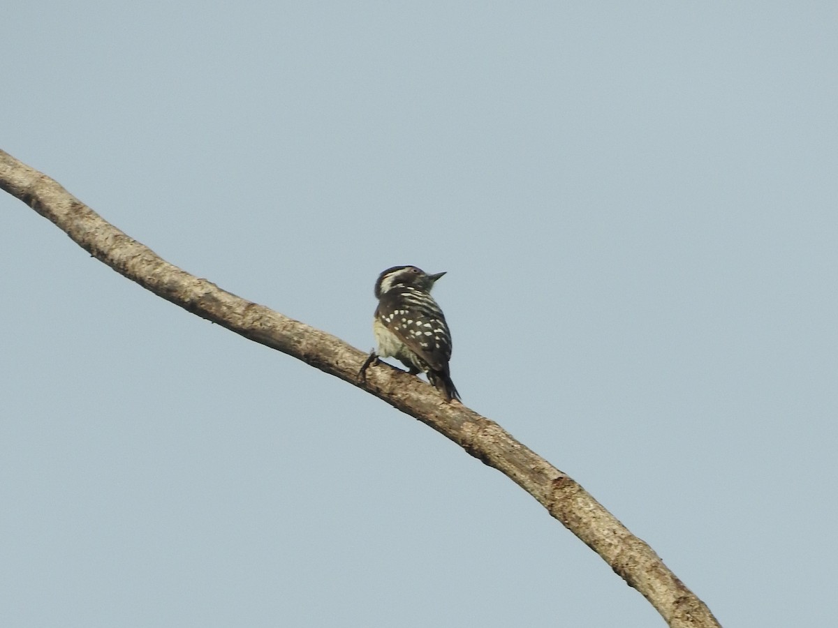 Brown-capped Pygmy Woodpecker - ML219803171