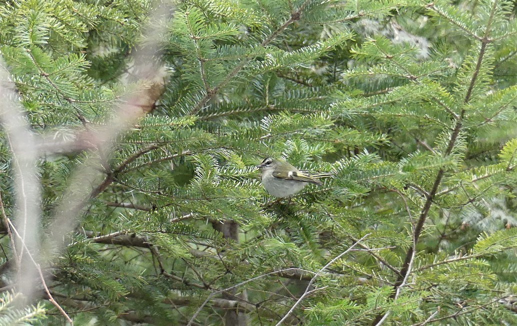 Golden-crowned Kinglet - Michel Bourassa (T-R)