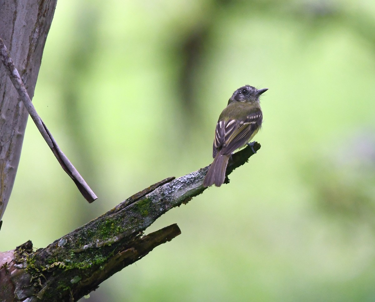 Slaty-capped Flycatcher - ML219804651