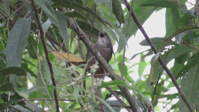 Plain-crowned Spinetail - ML219804901